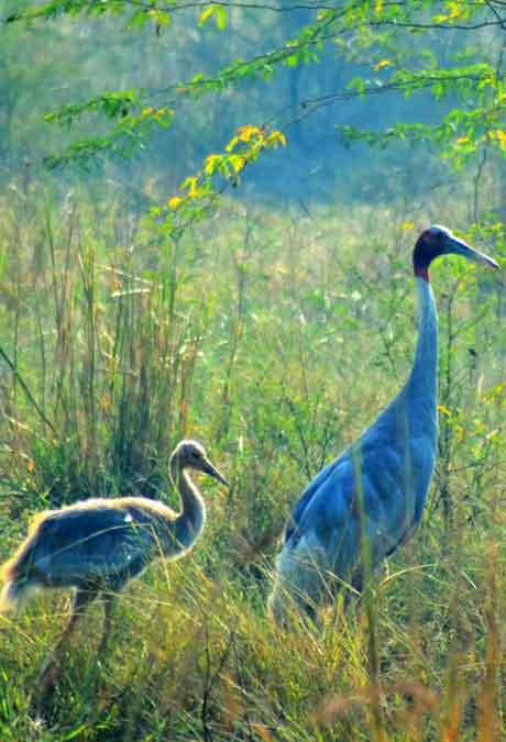 Bharatpur tour