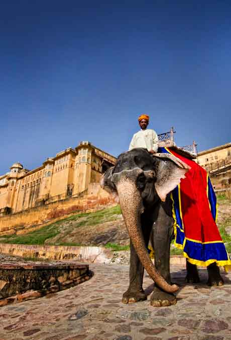 Jaipur Elephant Safari