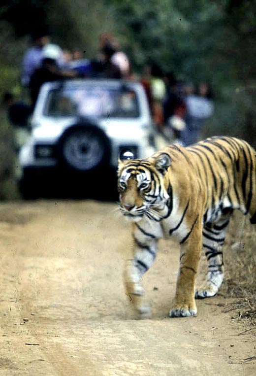 Ranthambore Safari