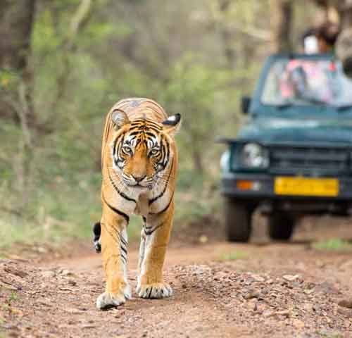 Ranthambore Safari