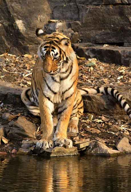 Ranthambore safari