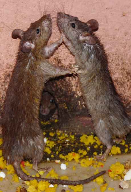 bikaner rat temple